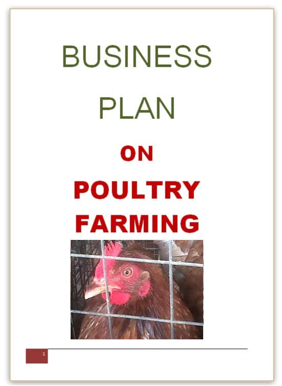 business plan for 100 broiler chickens pdf