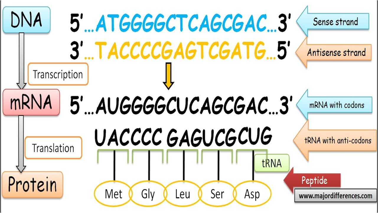 coding-strand-vs-template-strand-6-key-differences