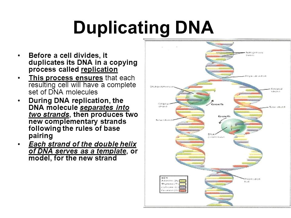 Explain How Dna Serves as Its Own Template During Replication Dna and