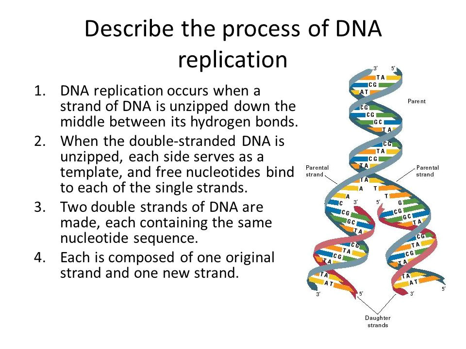 Explain How Dna Serves as Its Own Template During Replication Dna