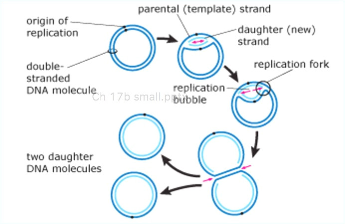 explain how dna serves as its own template during replication