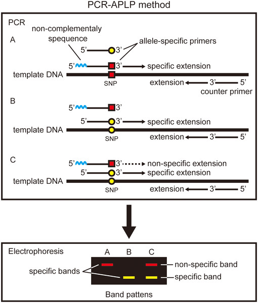 How Much Template Dna For Pcr Williamson ga us