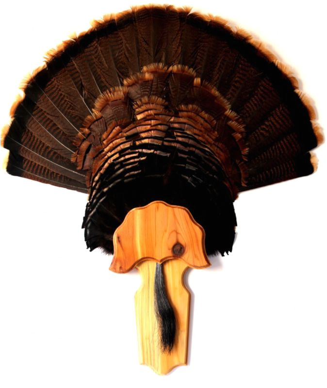 Turkey Fan Mount Template Custom Turkey Fan Mounts Pictures to Pin On Pinterest