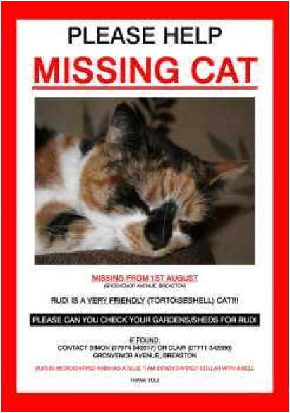 Lost Cat Flyer Template Word 21 Free Missing Cat Poster Template Word Excel formats