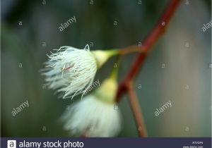 A National Flower or Plant Cue Card Flower Eucalyptus Stockfotos Flower Eucalyptus Bilder Alamy