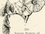 A National Flower or Plant Cue Card Kot D Stock Photos Kot D Stock Images Alamy