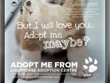Adopt Me Flyer Template Animals Adopt Me Flyer 2 by Dreamcase Graphicriver
