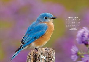 America the Beautiful Card for Seniors This Gorgeous Bluebird Brings Happy April Greetings From