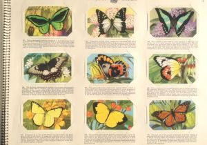 Beautiful and Handsome Person Cue Card Vintage Shell Project Card Album butterflies and Moths