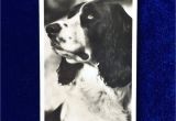 Border Terrier Mother S Day Card 1939 Springer Spaniel Dog Real Photo Senior Service