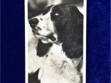 Border Terrier Mother S Day Card 1939 Springer Spaniel Dog Real Photo Senior Service