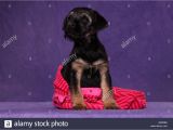 Border Terrier Mother S Day Card 2 Wochen Stock Photos 2 Wochen Stock Images Alamy