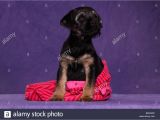 Border Terrier Mother S Day Card 2 Wochen Stock Photos 2 Wochen Stock Images Alamy