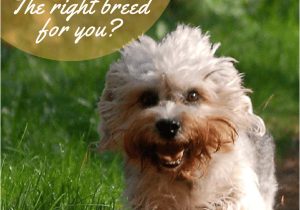 Border Terrier Thank You Card Die 150 Besten Bilder Zu Hunderassen Hunderassen Hunde