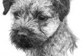 Border Terrier Thank You Card Image Result for Graphite Drawing Dog Border Terrier with