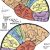 Brain Hat Template 110 Best Knit Brain Hat Patterns Images On Pinterest