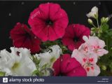 Card Paper Ka Flower Pot Have A Nice Day Card with Flowers Stock Photos Have A Nice