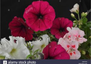 Card Paper Ka Flower Pot Have A Nice Day Card with Flowers Stock Photos Have A Nice