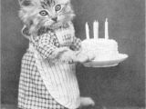 Cat Singing Happy Birthday Card 256 Best Birthday Cards Images Birthday Humor Birthday