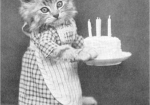 Cat Singing Happy Birthday Card 256 Best Birthday Cards Images Birthday Humor Birthday