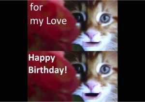 Cat Singing Happy Birthday Card Happy Birthday My Love From Cute Cats with Images