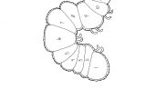 Caterpillar Outline Template New Very Hungry Caterpillar Printables Downloadtarget
