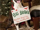 Christmas Card Ideas with Dog Pin On Boxer Dogs