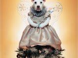 Christmas Card Ideas with Dog Raggle Dog Christmas Photos Christmas Dog Family