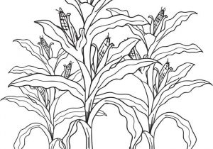Corn Stalk Template Free Printable Corn Stalks Fall Coloring Page for Kids
