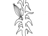 Corn Stalk Template Gallery for Gt Corn Stalk Coloring Sheet