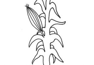 Corn Stalk Template Gallery for Gt Corn Stalk Coloring Sheet