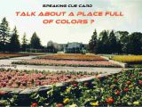 Cue Card About Favourite Flower Talk About A Place Full Of Colors Ielts Fever Exam