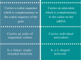 Difference Between Template and Coding Strand Difference Between Mrna and Trna Structure Function