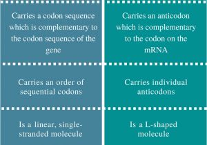 Difference Between Template and Coding Strand Difference Between Mrna and Trna Structure Function