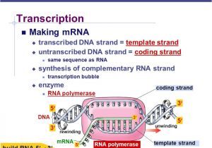 Difference Between Template and Coding Strand From Gene to Protein How Genes Work Ppt Download