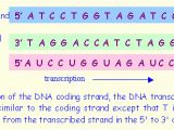 Difference Between Template and Coding Strand solved 23 Transcribe the Following Sequence Of Dna Locat