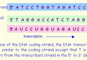 Difference Between Template and Coding Strand solved 23 Transcribe the Following Sequence Of Dna Locat