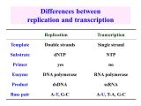 Difference Between Template and Coding Strand Transcription and Post Transcription Modification Ppt