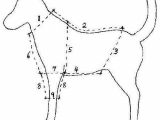Dog Coat Template Free Online Dog Clothes Patterns