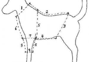 Dog Coat Template Free Online Dog Clothes Patterns