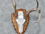 European Plaque Template Deer Horn Plaque Template Shapes Templates Skincense Co
