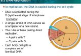 Explain How Dna Serves as Its Own Template During Replication 16 Explain How Dna Serves as Its Own Template During