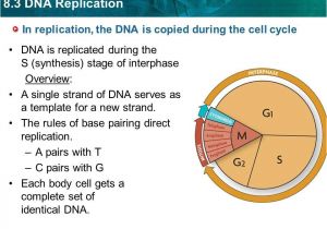 Explain How Dna Serves as Its Own Template During Replication 16 Explain How Dna Serves as Its Own Template During
