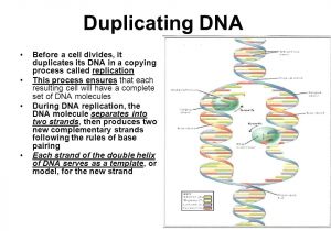Explain How Dna Serves as Its Own Template During Replication Dna and Rna Ppt Download