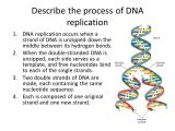 Explain How Dna Serves as Its Own Template During Replication Dna Structure and Replication Ppt Video Online Download