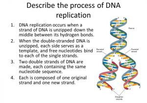 Explain How Dna Serves as Its Own Template During Replication Dna Structure and Replication Ppt Video Online Download
