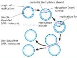 Explain How Dna Serves as Its Own Template During Replication Explain How Dna Serves as Its Own Template During