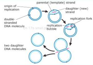 Explain How Dna Serves as Its Own Template During Replication Explain How Dna Serves as Its Own Template During
