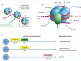 Explain How Dna Serves as Its Own Template During Replication Explain How Dna Serves as Its Own Template During