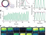 Explain How Dna Serves as Its Own Template During Replication Explain How Dna Serves as Its Own Template During